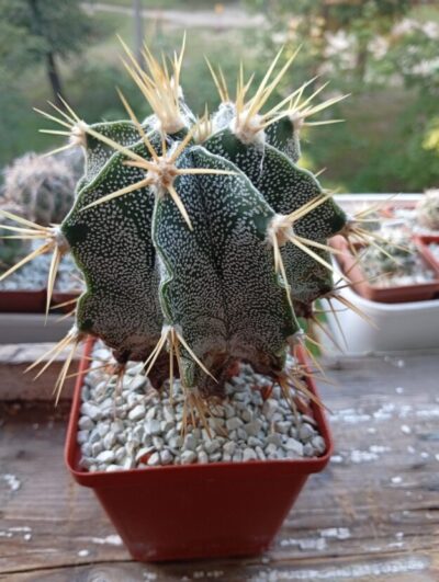 ASTROPHYTUM ornatum v. mirbellii