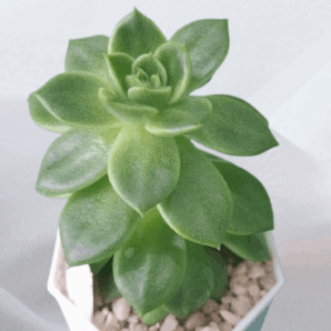 Echeveria agavoides Ladies Choice