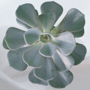 Echeveria Dusty rose