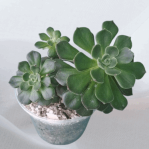 Echeveria Joan Daniel