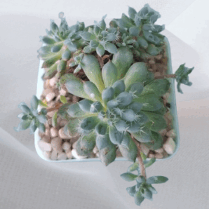 Echeveria Amoena, 3 шт.