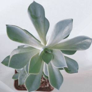 Graptoveria Fred Ives, горщик діаметром 9 см