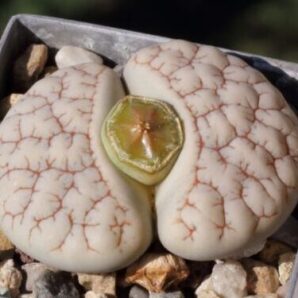 Lithops gracilidelineata v.waldroniae C189