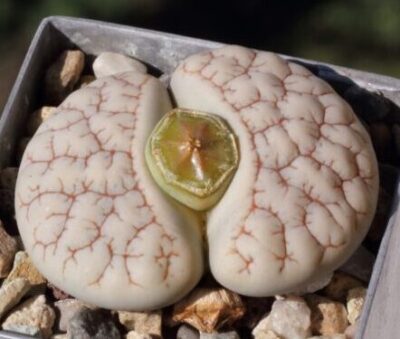 Lithops gracilidelineata v.waldroniae C189