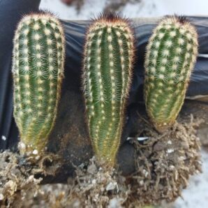 Echinocereus reichenbachii v. minor Koehres