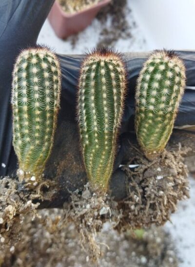 Echinocereus reichenbachii v. minor Koehres