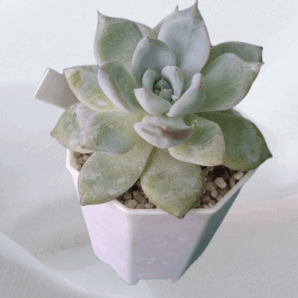 Echeveria Beatrice, діаметр горщика 8 см