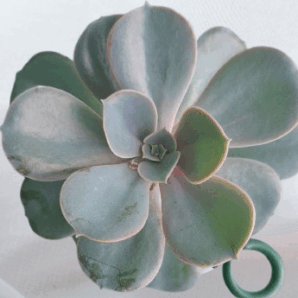 Echeveria 'Perle von Nürnberg'