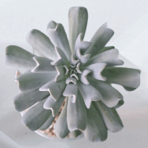 Echeveria Runyonii 'Topsy Turvy', горщик діаметром 9 см
