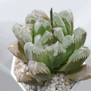 Haworthia hybrid maughanii x crystallina