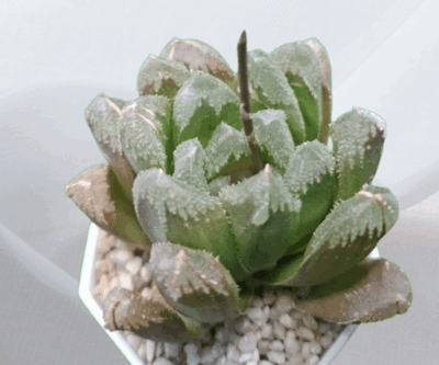 Haworthia hybrid maughanii x crystallina