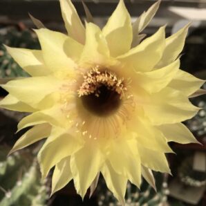 маленька вкорінена діточка Echinopsis А018 Jupiter, d = 1,6 см