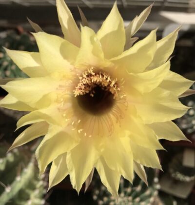 маленька вкорінена діточка Echinopsis А018 Jupiter, d = 1,6 см