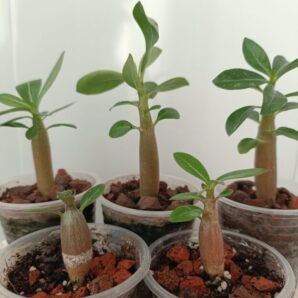 Adenium obesum (аденіум) молодь