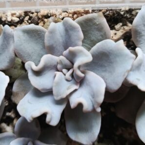 Echeveria Crispate Beauty