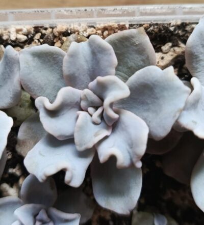 Echeveria Crispate Beauty