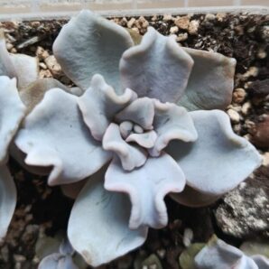 Echeveria Crispate Beauty