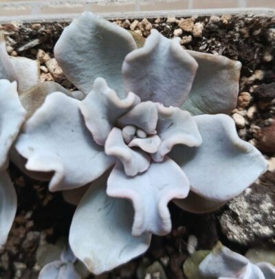 Echeveria Crispate Beauty
