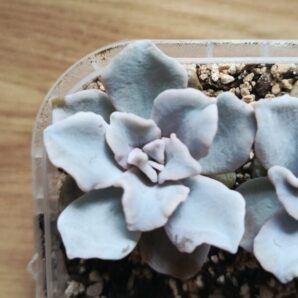 Echeveria Crispate Beauty