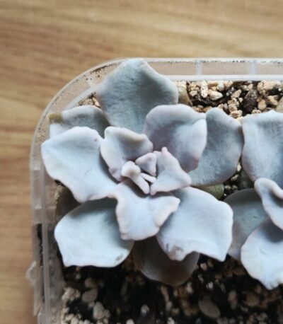 Echeveria Crispate Beauty