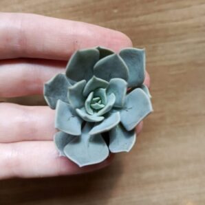 Зріз echeveria runnie