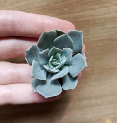 Зріз echeveria runnie