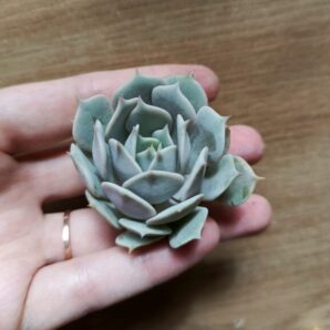 Зріз Echeveria Bella