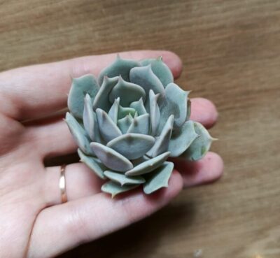 Зріз Echeveria Bella