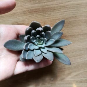 Зріз graptopetalum rusbyi