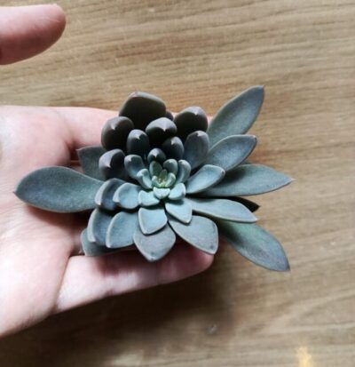 Зріз graptopetalum rusbyi