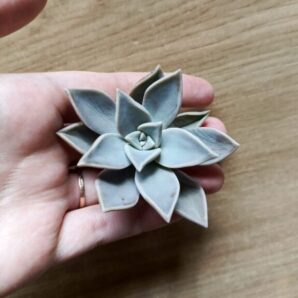 Зріз graptopetalum paraguayense