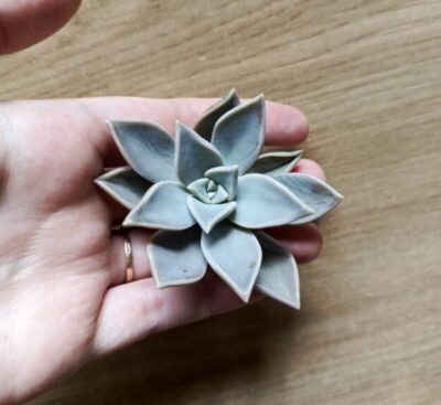 Зріз graptopetalum paraguayense