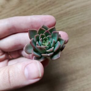 Зріз sedum wayras