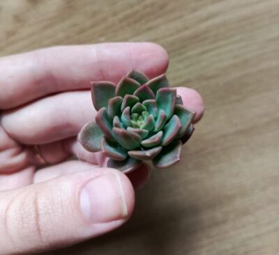 Зріз sedum wayras