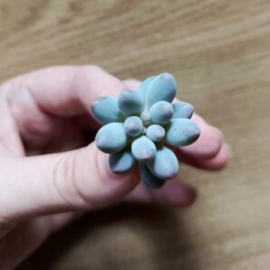 Зріз pachyphytum baby finger