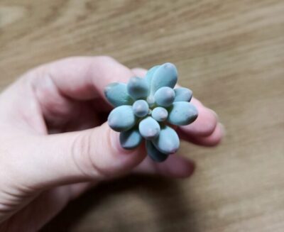 Зріз pachyphytum baby finger
