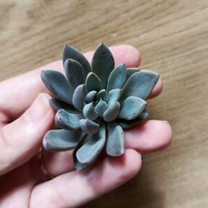 Зріз Graptopetalum rusbyi