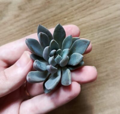 Зріз Graptopetalum rusbyi