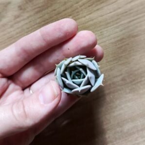 Зріз Echeveria Bella
