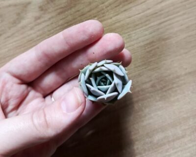 Зріз Echeveria Bella