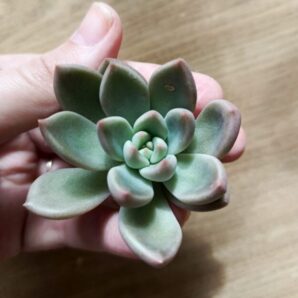 Зріз echeveria bright(china)