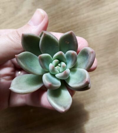 Зріз echeveria bright(china)