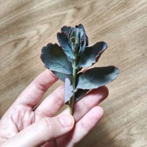Зріз Kalanchoe fedtschenkoi