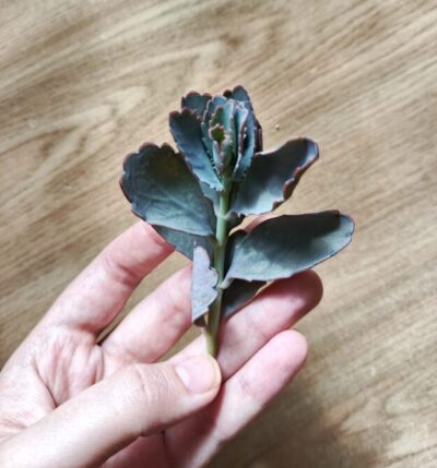 Зріз Kalanchoe fedtschenkoi