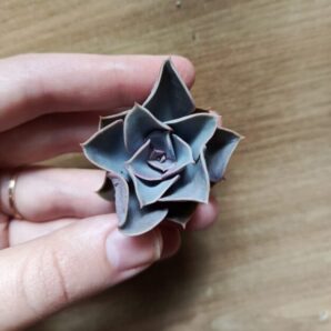 Зріз Ech.Perle Von Nurnberg