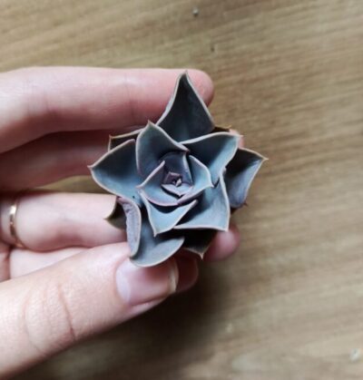 Зріз Ech.Perle Von Nurnberg