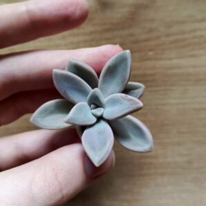 Зріз graptophytum husta siempre