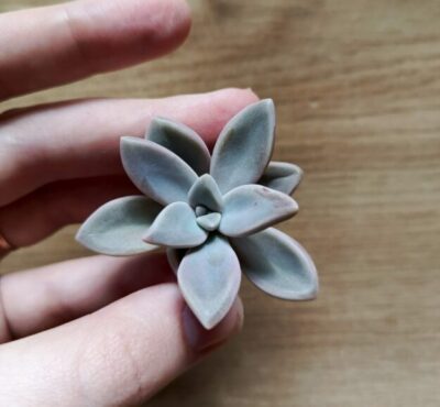 Зріз graptophytum husta siempre