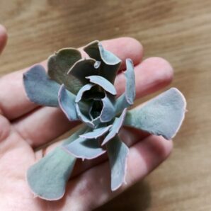 Зріз echeveria desert star (china)