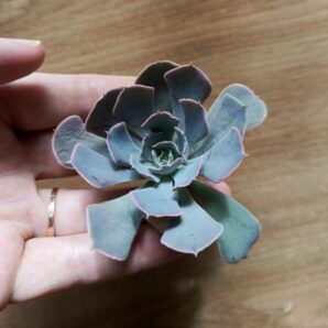 Зріз echeveria desert star (china)